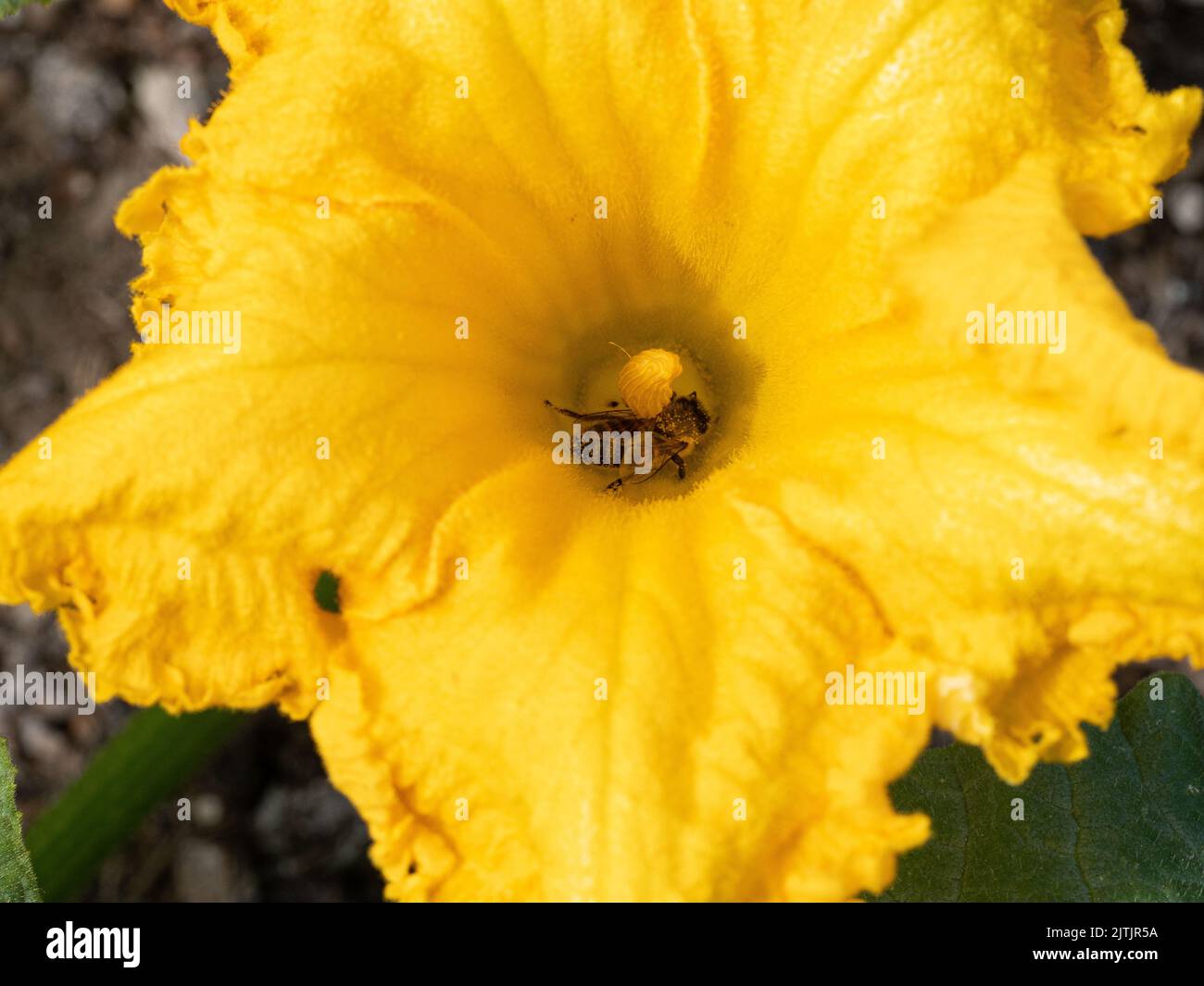 Eine Nahaufnahme einer Honigbiene, die Nektar von einer leuchtend gelben Zucchini-Pflanze sammelt Stockfoto