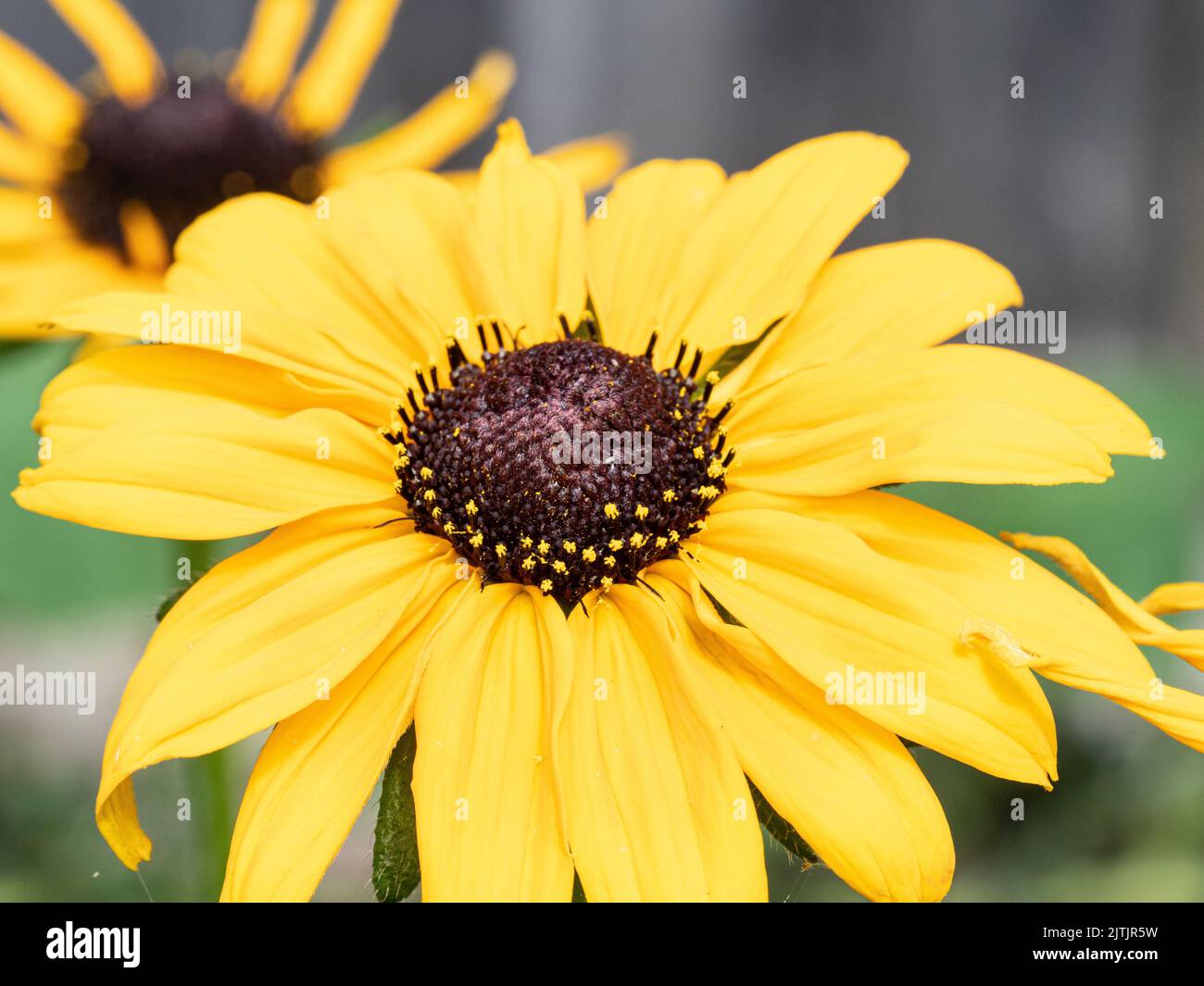 Eine Nahaufnahme einer einzigen Blume von Rudbeckia hirta 'Marmalade' - schwarz-äugige susan Stockfoto