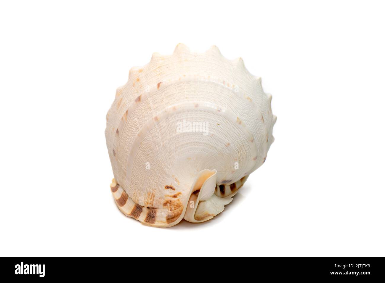 Bild von Horned Helmet Sea Shells. (cassis Cornuta) ist eine extrem große Seeschnecke, die auf weißem Hintergrund isoliert ist. Unterwassertiere. Sea Shel Stockfoto