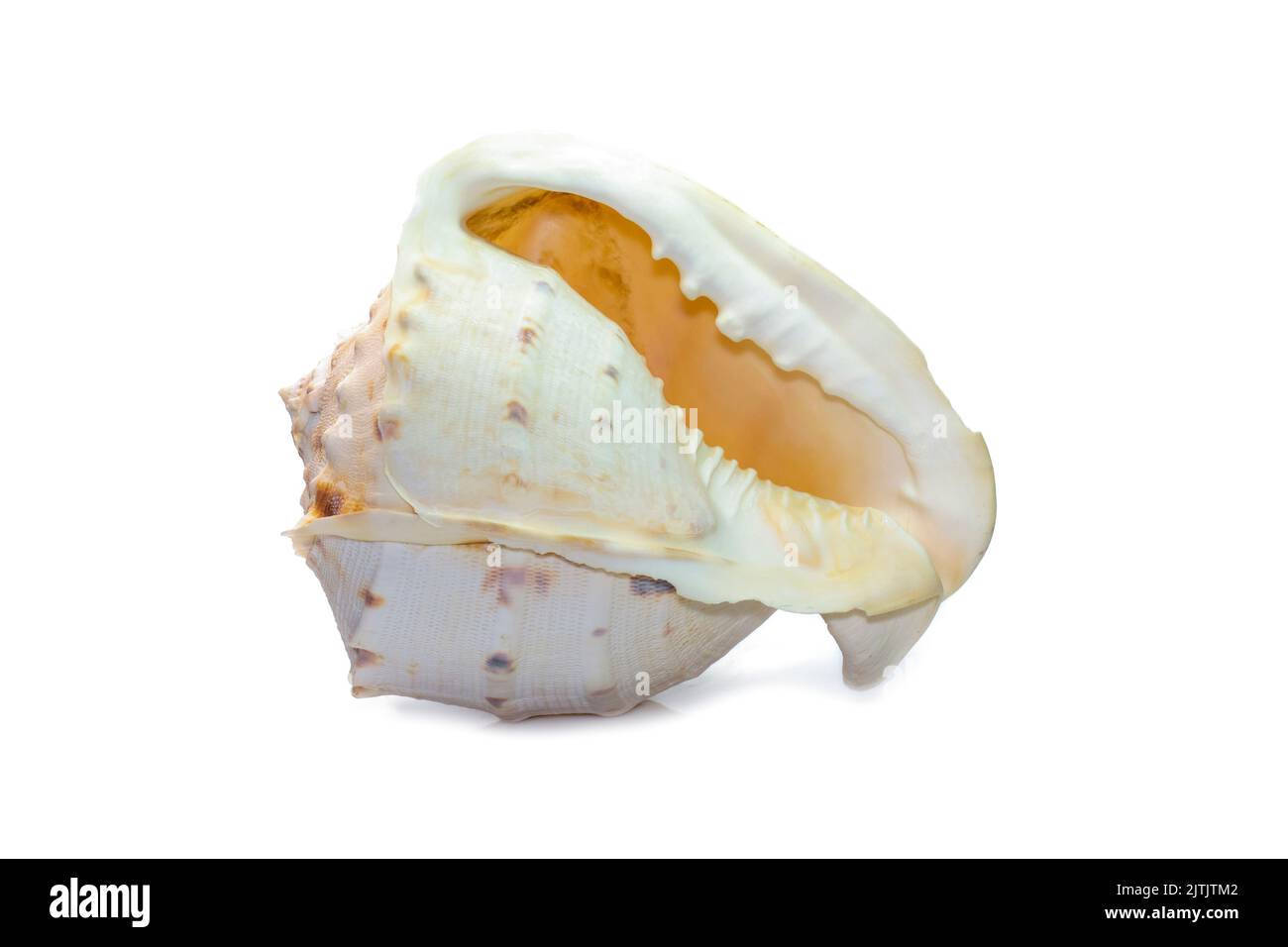 Bild von Horned Helmet Sea Shells. (cassis Cornuta) ist eine extrem große Seeschnecke, die auf weißem Hintergrund isoliert ist. Unterwassertiere. Sea Shel Stockfoto