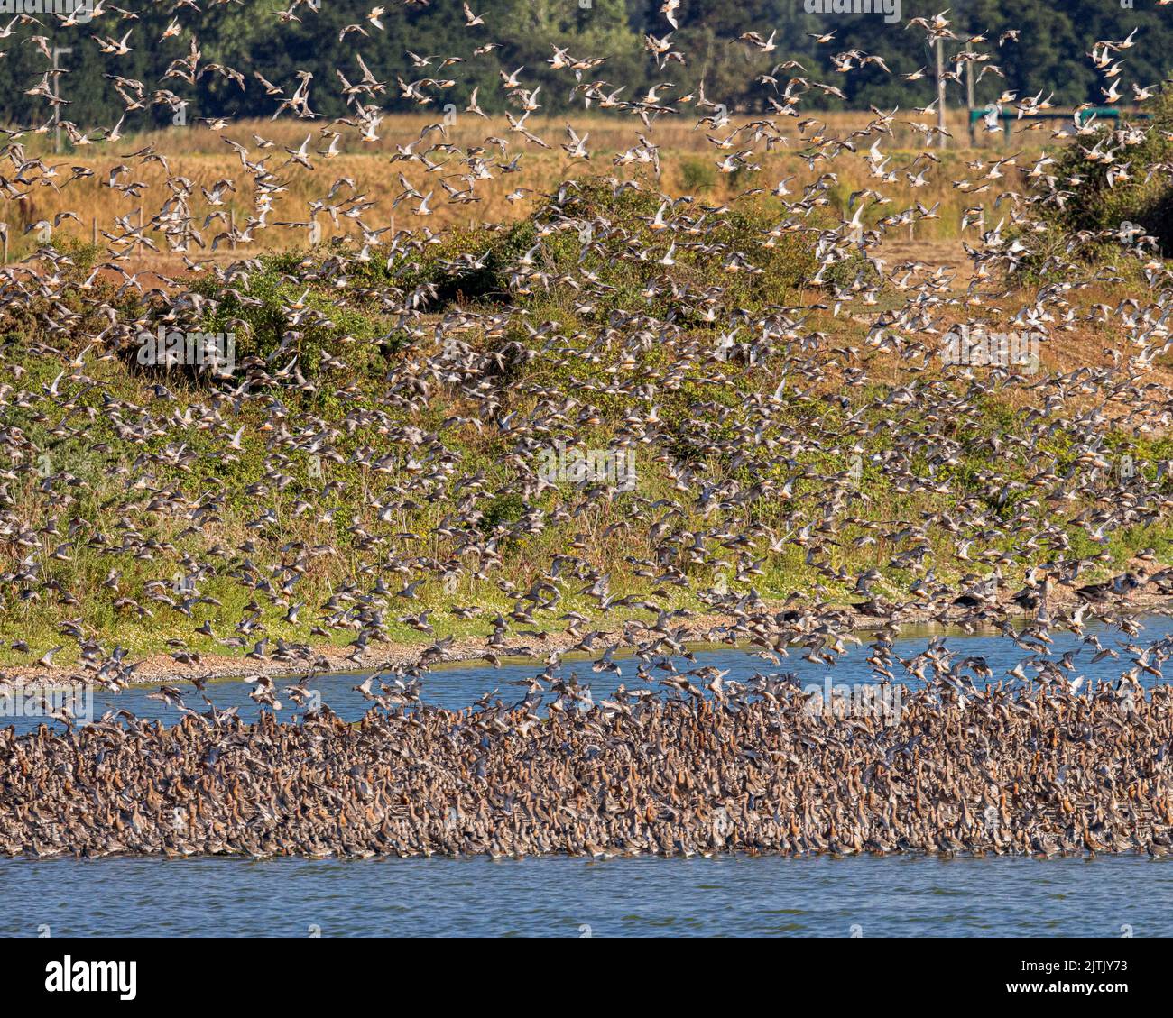 Eine Nahaufnahme von Knoten und Godits, die auf einer Insel landen Stockfoto