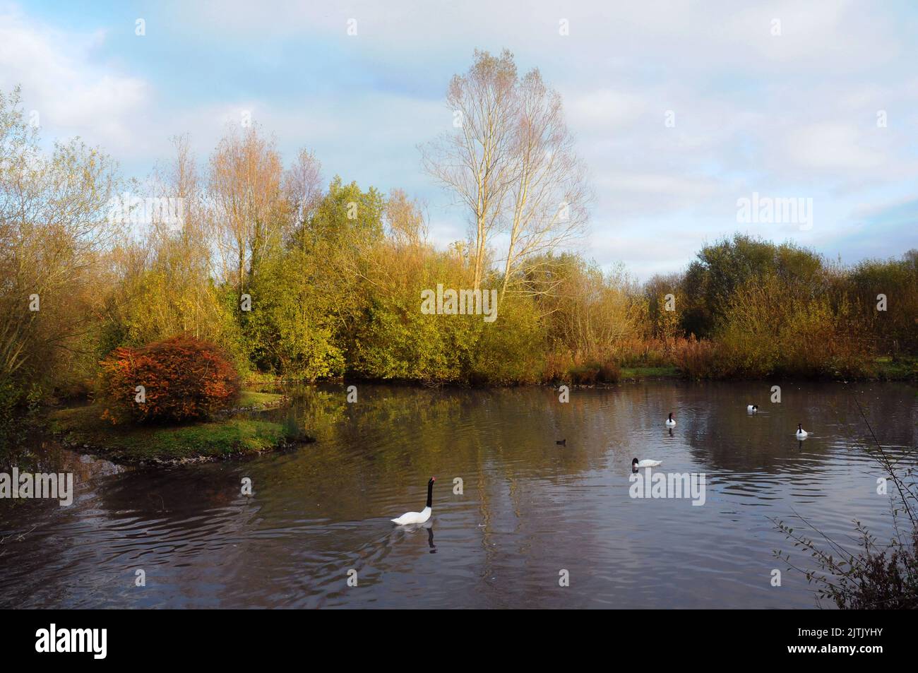 HERBST, WILDVÖGEL UND FEUCHTGEBIETE VERTRAUEN, ARUNDEL WEST SUSSEX. PIC MIKE WALKER 2012 Stockfoto