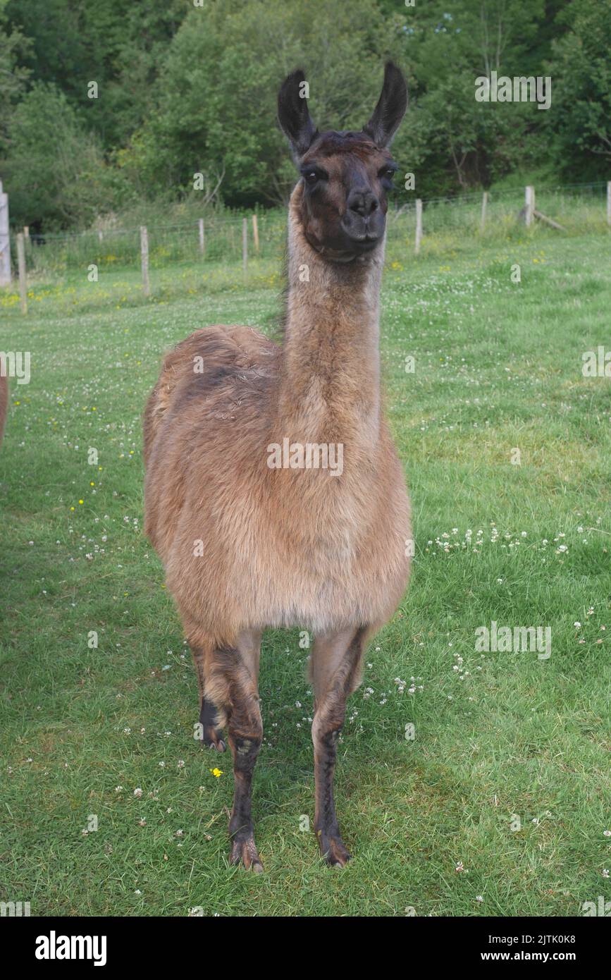 Lama auf einem Feld, auf einer Farm, Ewyas Harold, Herefordshire, England Stockfoto