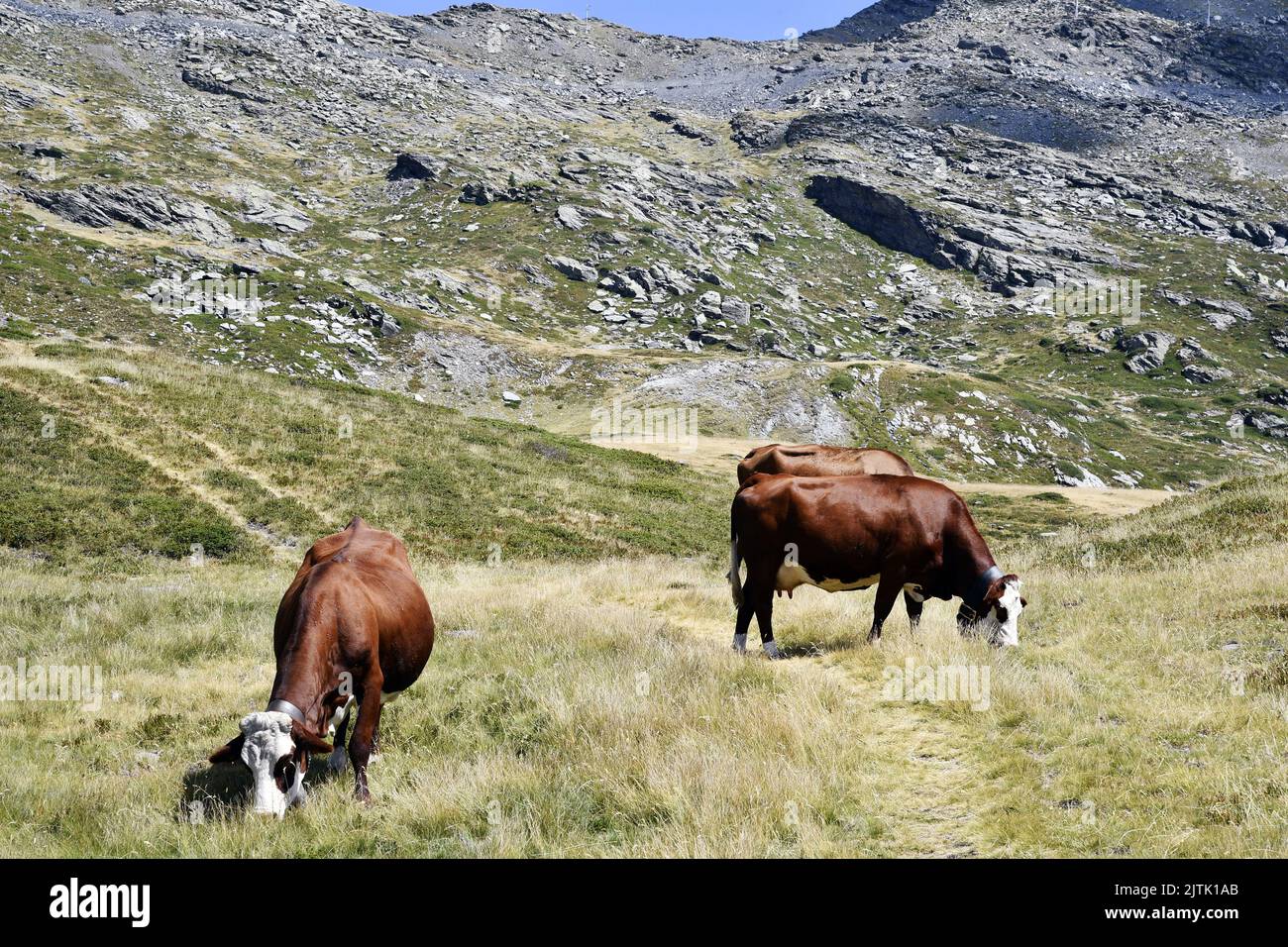 Abondance Kühe - La Rosière - Französische Alpen - Savoie - Frankreich Stockfoto