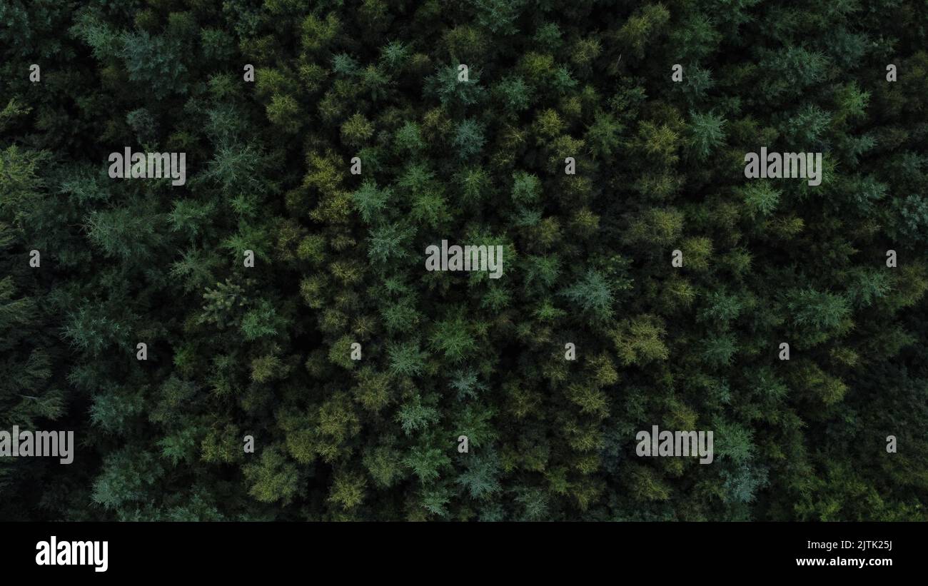 Dänischer Wald aus Vogelperspektive Stockfoto