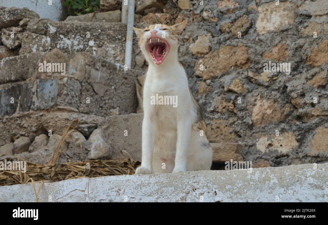 Müde Katze Stockfoto