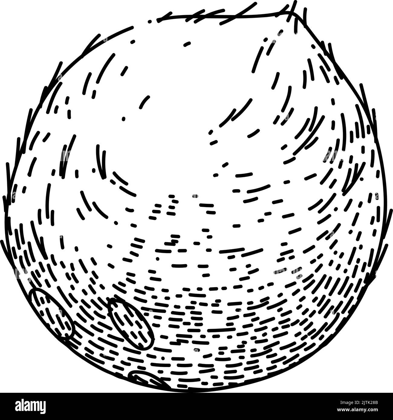 Handgezeichneter Vektor mit Kokosnuss-weißer Skizze Stock Vektor