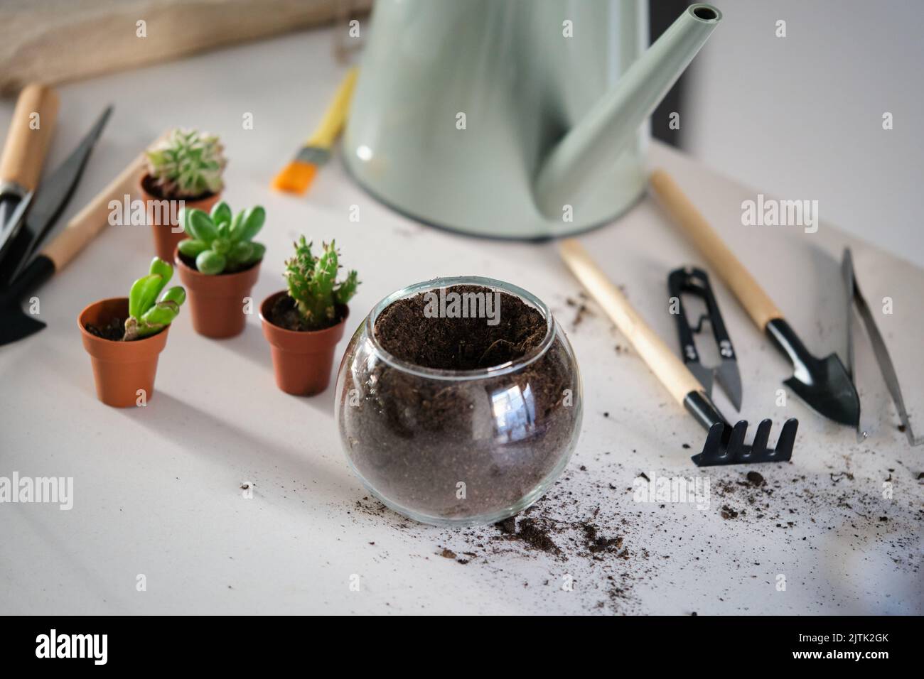 Gartenwerkzeug-Set zur Transplantation von Mini-Kakteen und Sukkulenten. Stockfoto