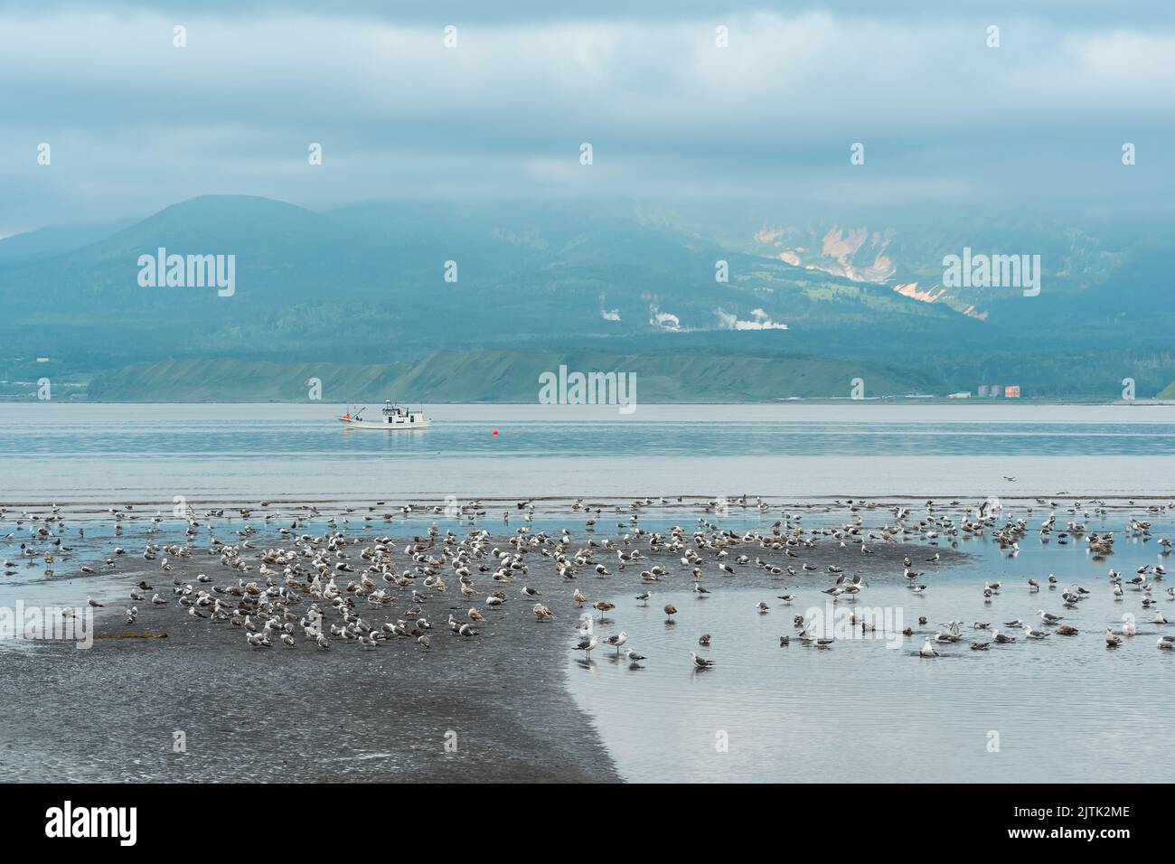 Möwen auf den Untiefen bei Ebbe vor dem Hintergrund einer Meeresbucht mit einem nebligen Vulkan in der Ferne, einer Landschaft in der Nähe der Stadt Yuzhno-Kuril Stockfoto