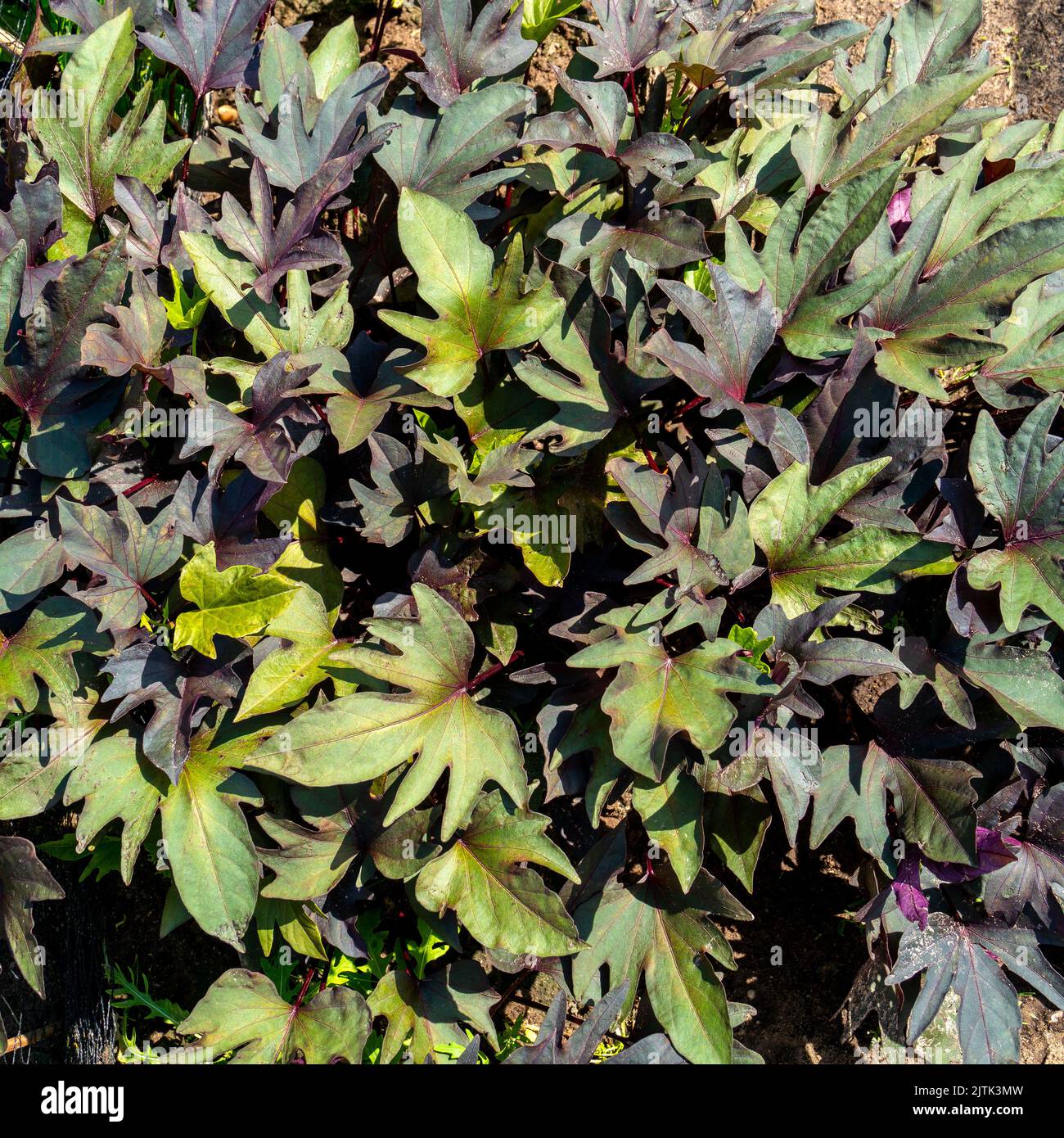 Nahaufnahme der Süßkartoffelpflanze, die in einem Garten wächst (Ipomoea batatas) Stockfoto