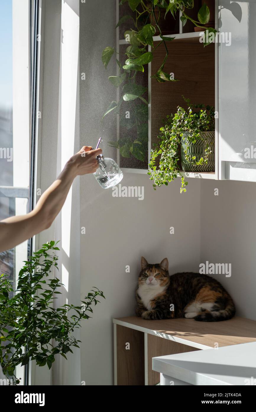 Katze quetscht und sitzt auf einem Holzregal mit Zimmerpflanzen, während die weibliche Besitzerin Pflanzen wässert Stockfoto