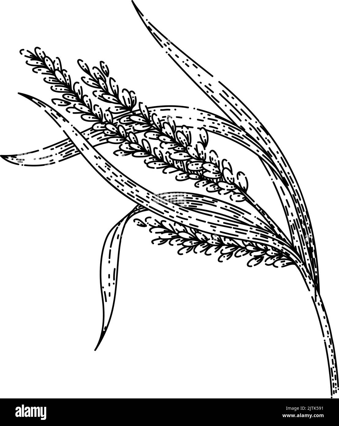 Handgezeichneter Vektor der Reispflanze Stock Vektor