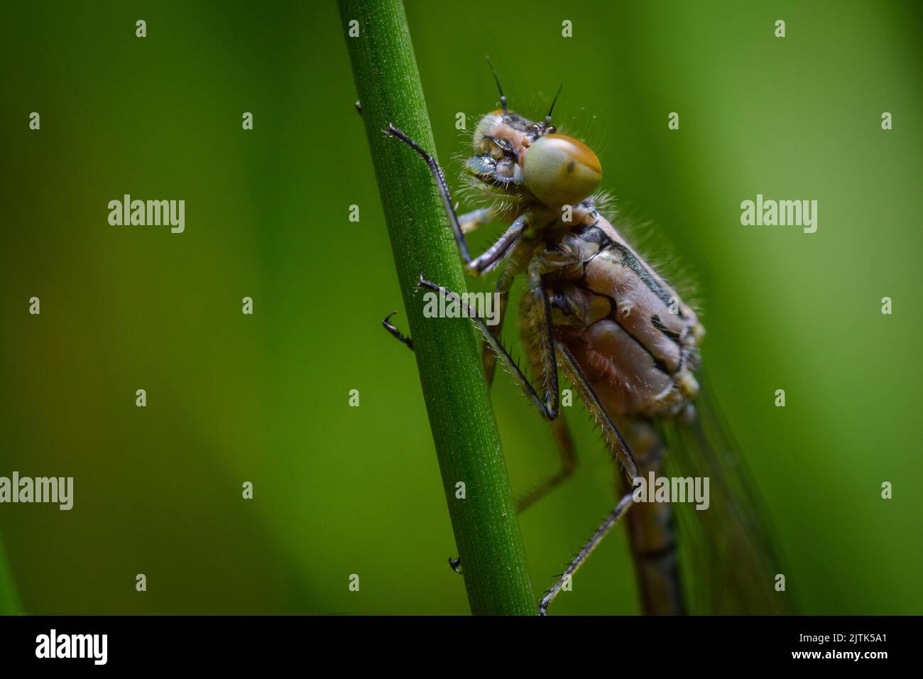 Damselfliege wartet auf eine Mahlzeit Stockfoto