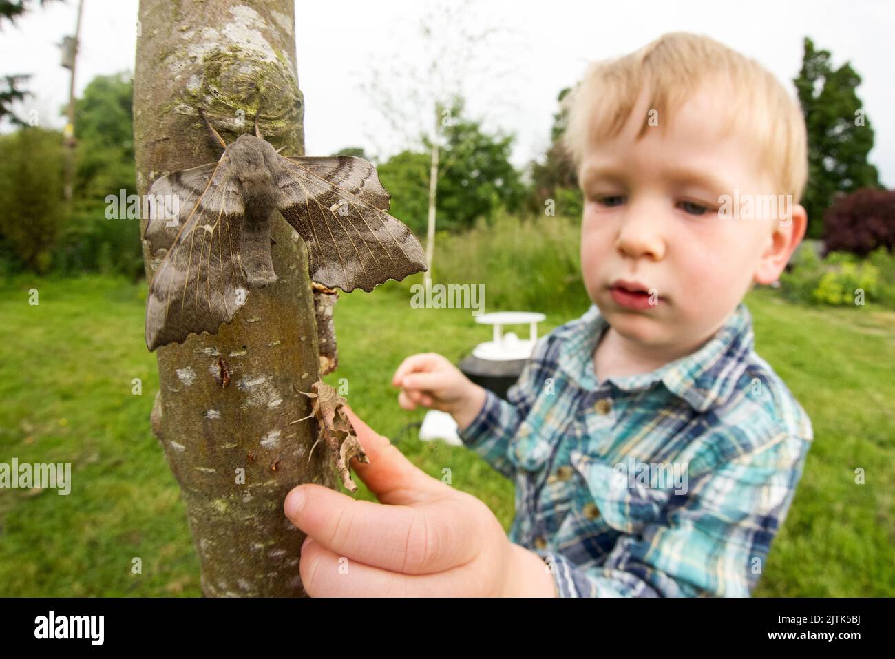 Der 2-jährige Junge untersucht Motten, die am Vorabend in einer Mottenfalle gefangen wurden, und wird freigelassen. Stockfoto