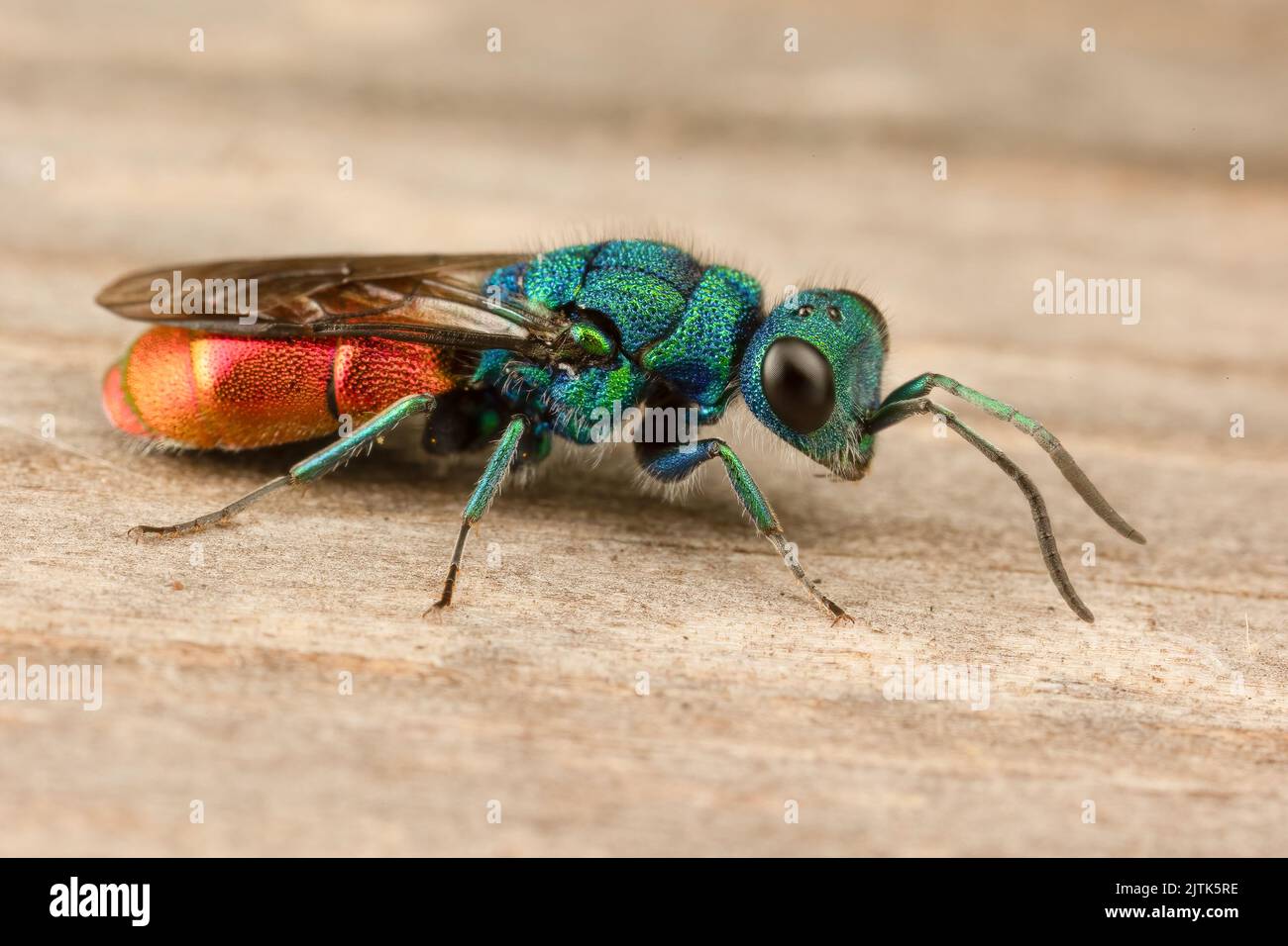 Eine spektakuläre metallische (parasitäre) Wespe mit dem Schwanzwespen. Stockfoto