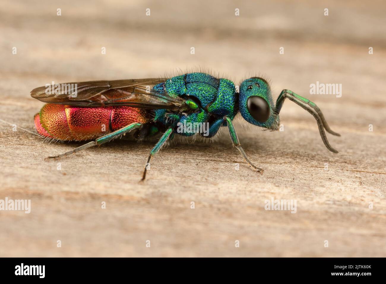 Eine spektakuläre metallische (parasitäre) Wespe mit dem Schwanzwespen. Stockfoto