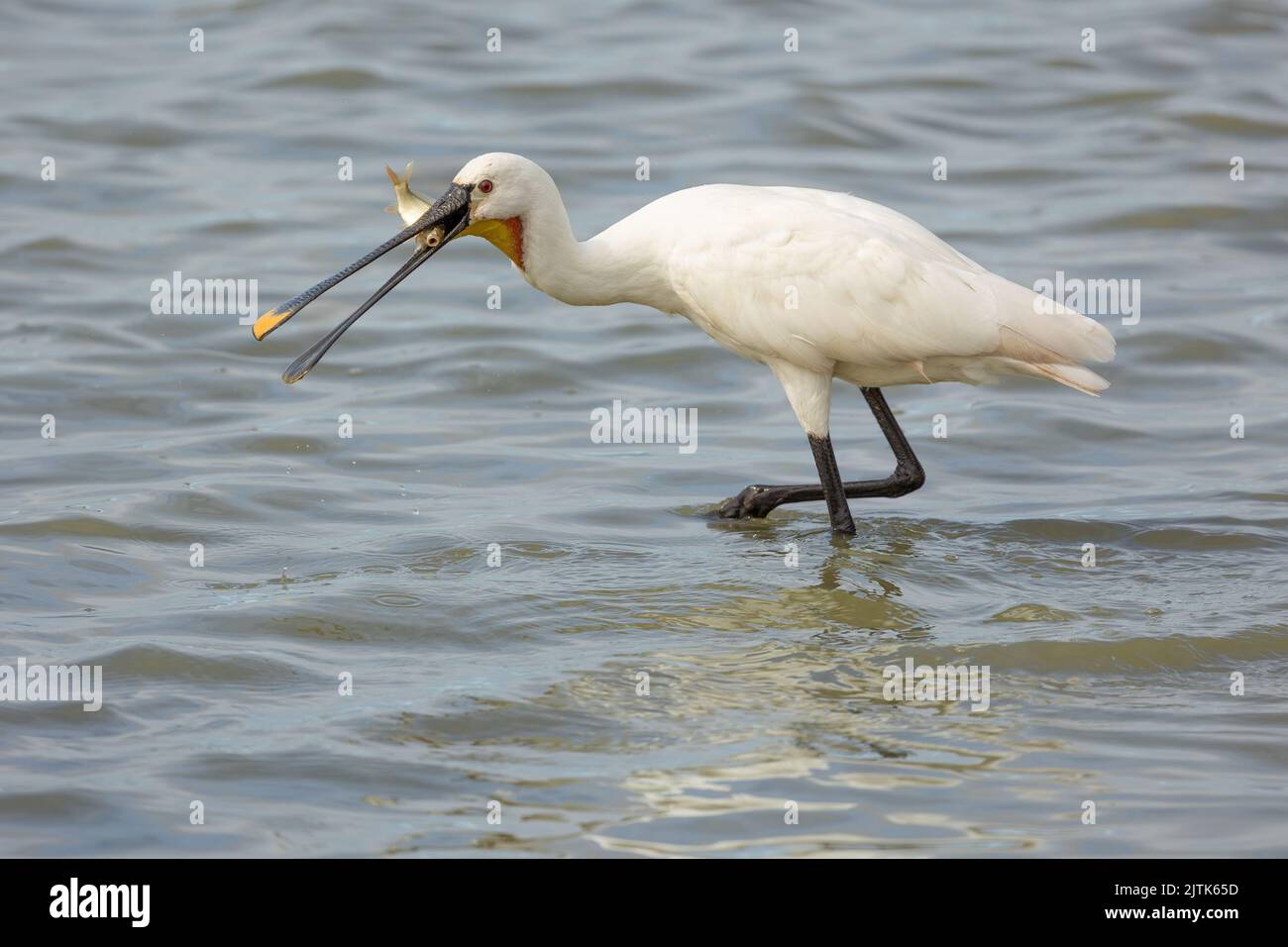 Eurasische Löffelfischerei, Nordfrankreich. Stockfoto