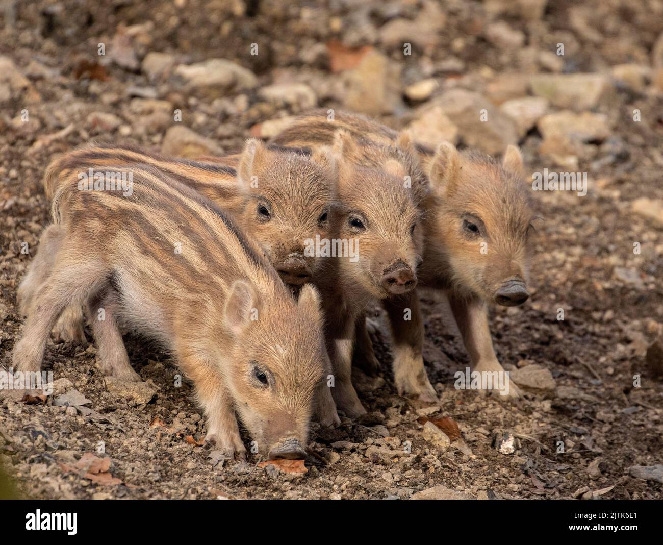 Ferkel im Wald; Babyschweine; Baby-Wildschwein im Wald; Wildschwein-Ferkel; Wildschwein im Wald; Sus scrofa; Wildgehege, Moritzburg, Deutschland Stockfoto