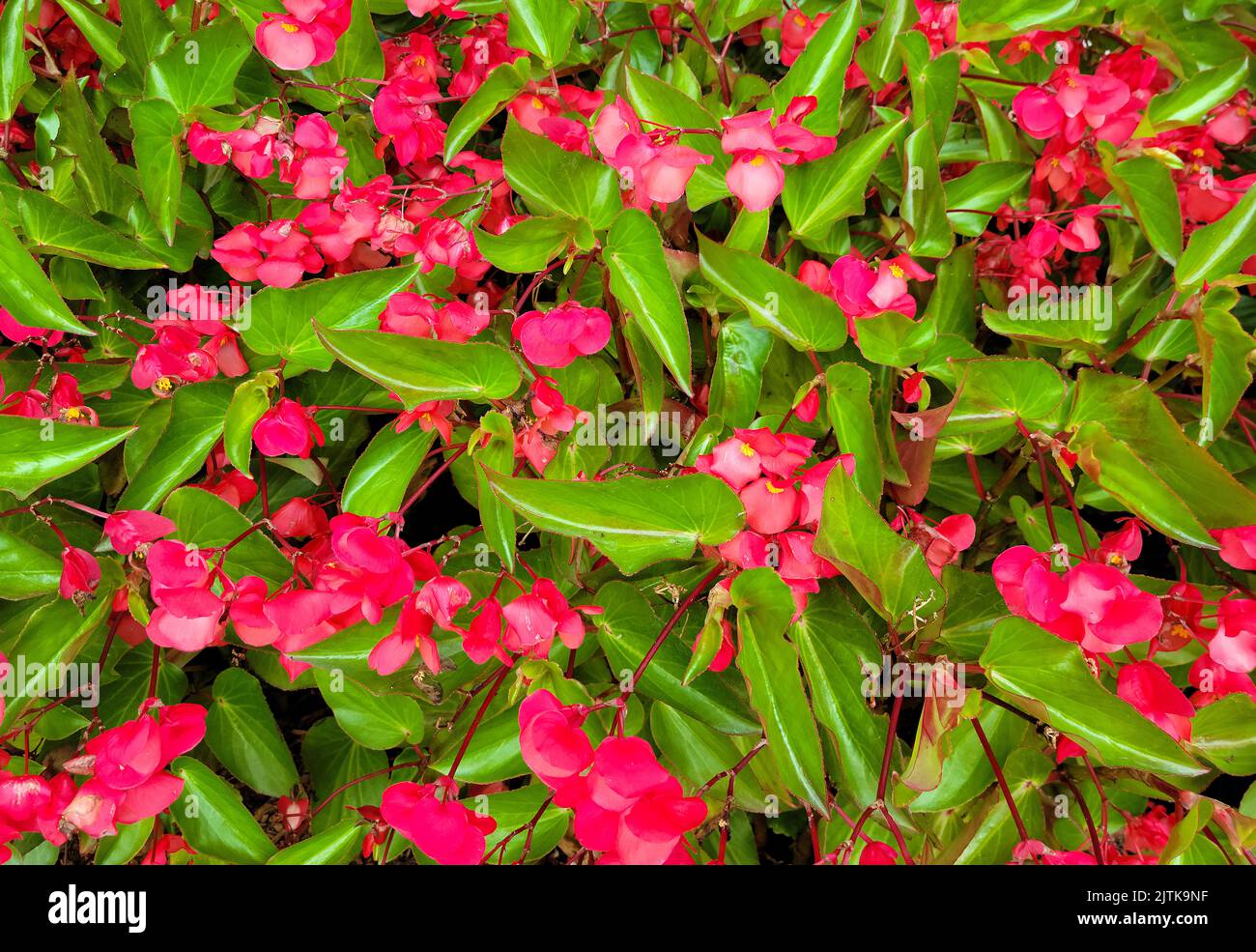 Nahaufnahme der roten Begonia-Blüten auf einer Pflanze Stockfoto