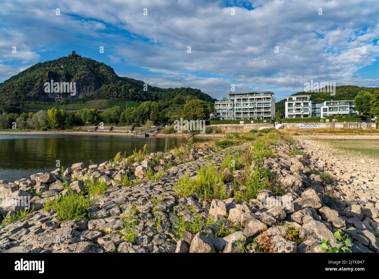 Der Rhein bei extrem niedrigem Wasserstand, bei Bad Honnef Rhöndorf, unterhalb des Drachenfels, Nonnenwerth-Insel, trocken gefallene Rheinufer, NRW, Deutschland, Stockfoto