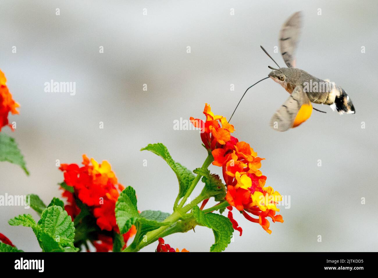 Kolibri-Falkenmotte, Macroglossum stellatarum, Lantana Moth Lantana Camara, Blume, Insekt, Proboscis Stockfoto