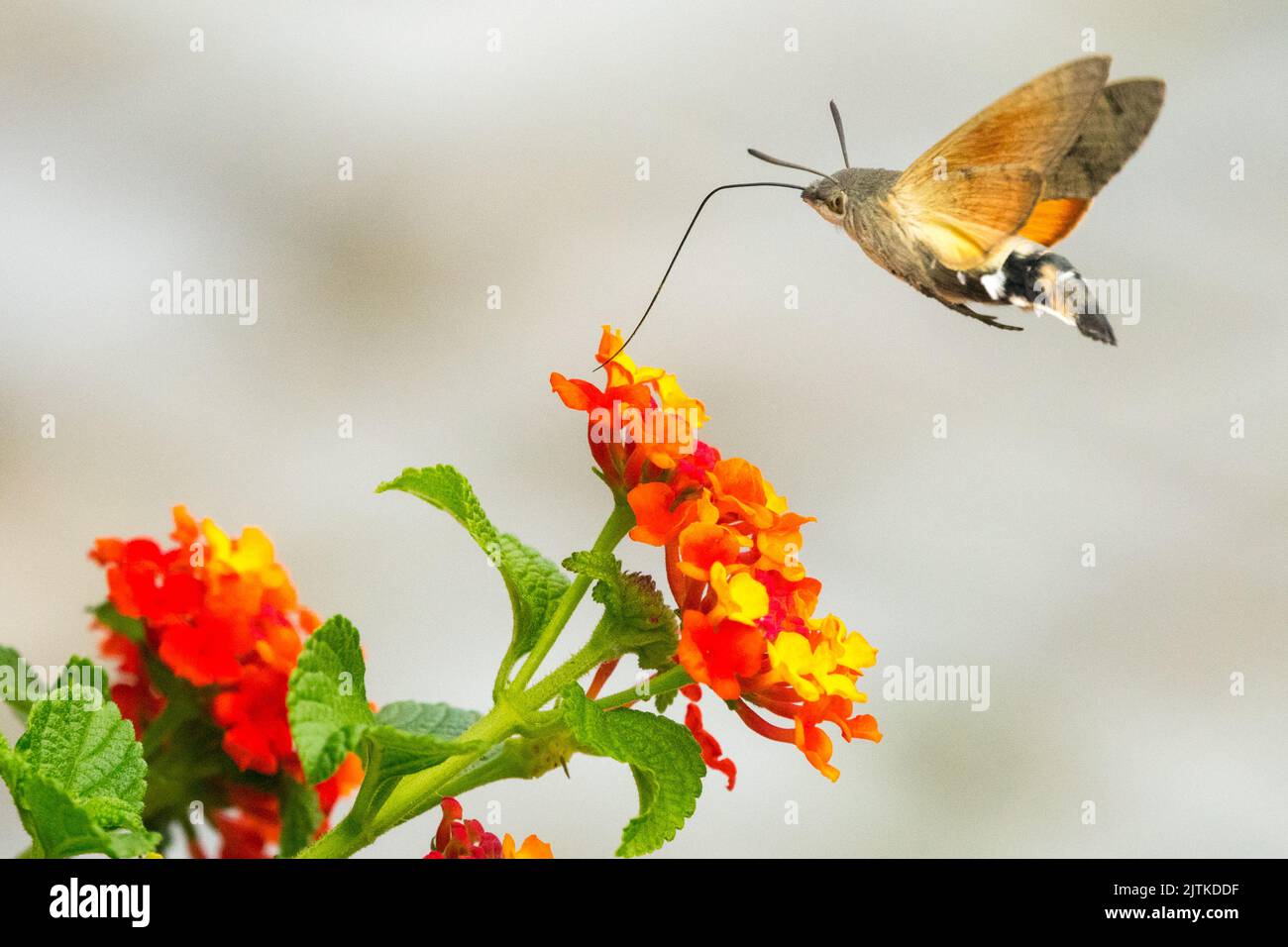 Motte, die über der spanischen Flagge fliegt, Lantana Camara, Kolibris Habicht Motte Blume, Macroglossum stellatarum, lange Proboscis Nectaring blüht Stockfoto