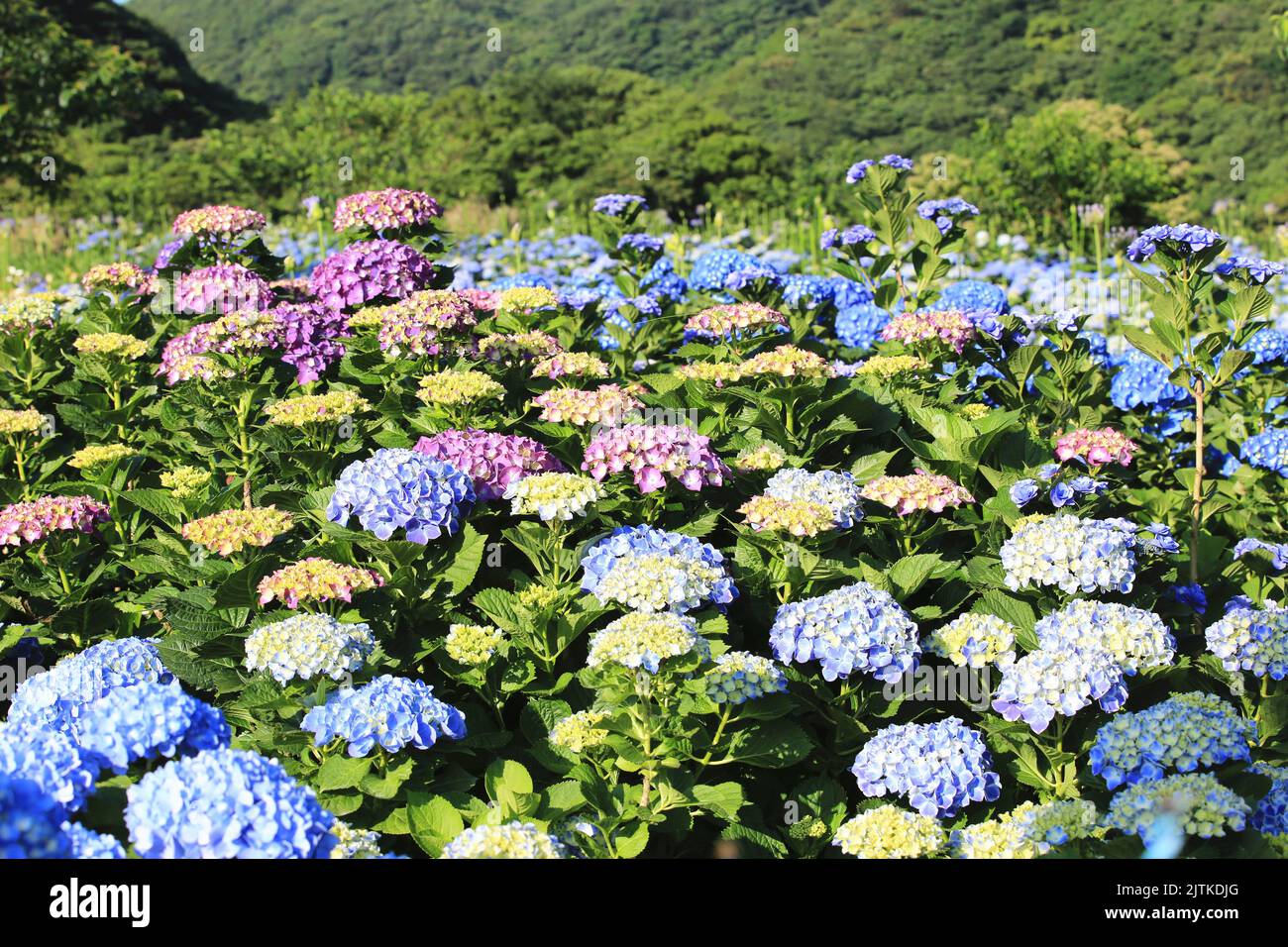 Schöne Landschaft von blühenden Hortensien (Big-Leaf Hyrdangea) Blumen, viele bunte Hortensien Blumen blühen im Tal bei sonnigem Sommer Stockfoto