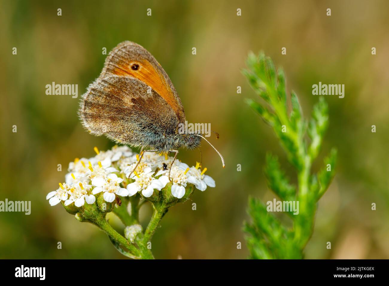 Ein kleiner Ochsenaugen-Schmetterling auf einer Blume Stockfoto