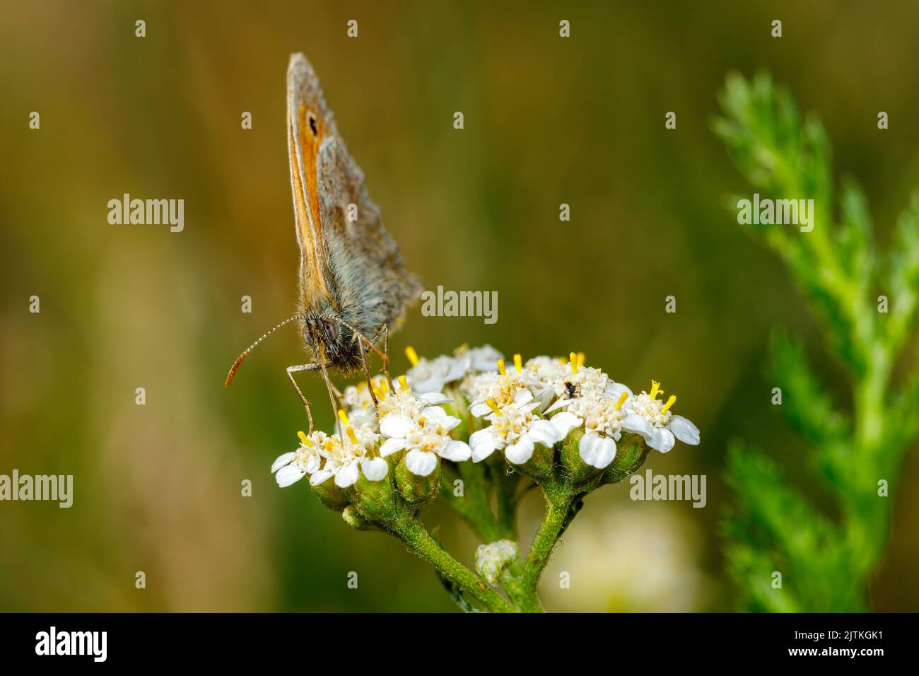 Ein kleiner Ochsenaugen-Schmetterling auf einer Blume Stockfoto