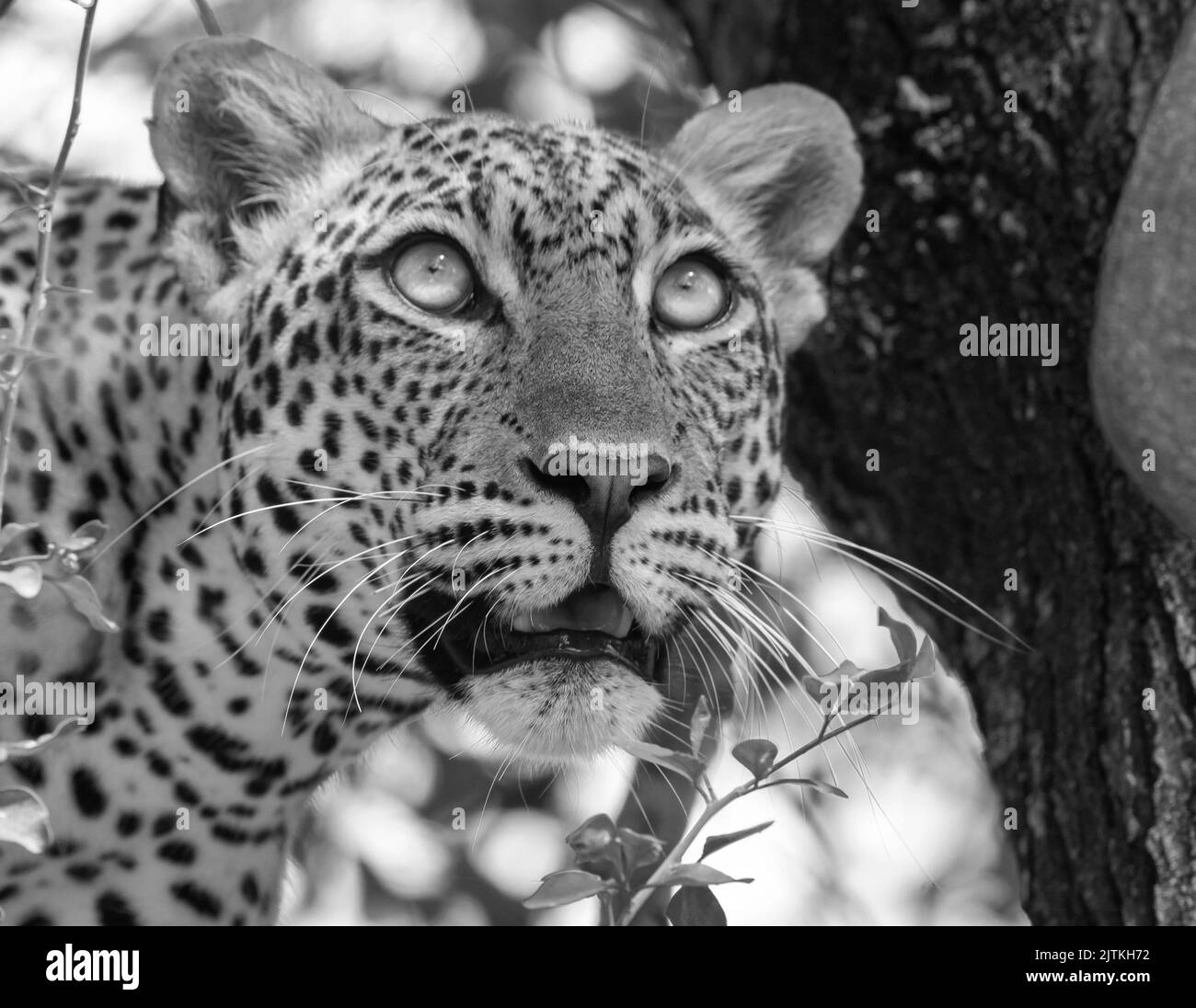 Schwarzweiß; Schwarz-Weiß-Leopard; Leopard im Baum; Leopard auf einem Baum; Leopard ruht; Leopard schaut auf Beute; Afrikanischer Leopard Murchison Stockfoto