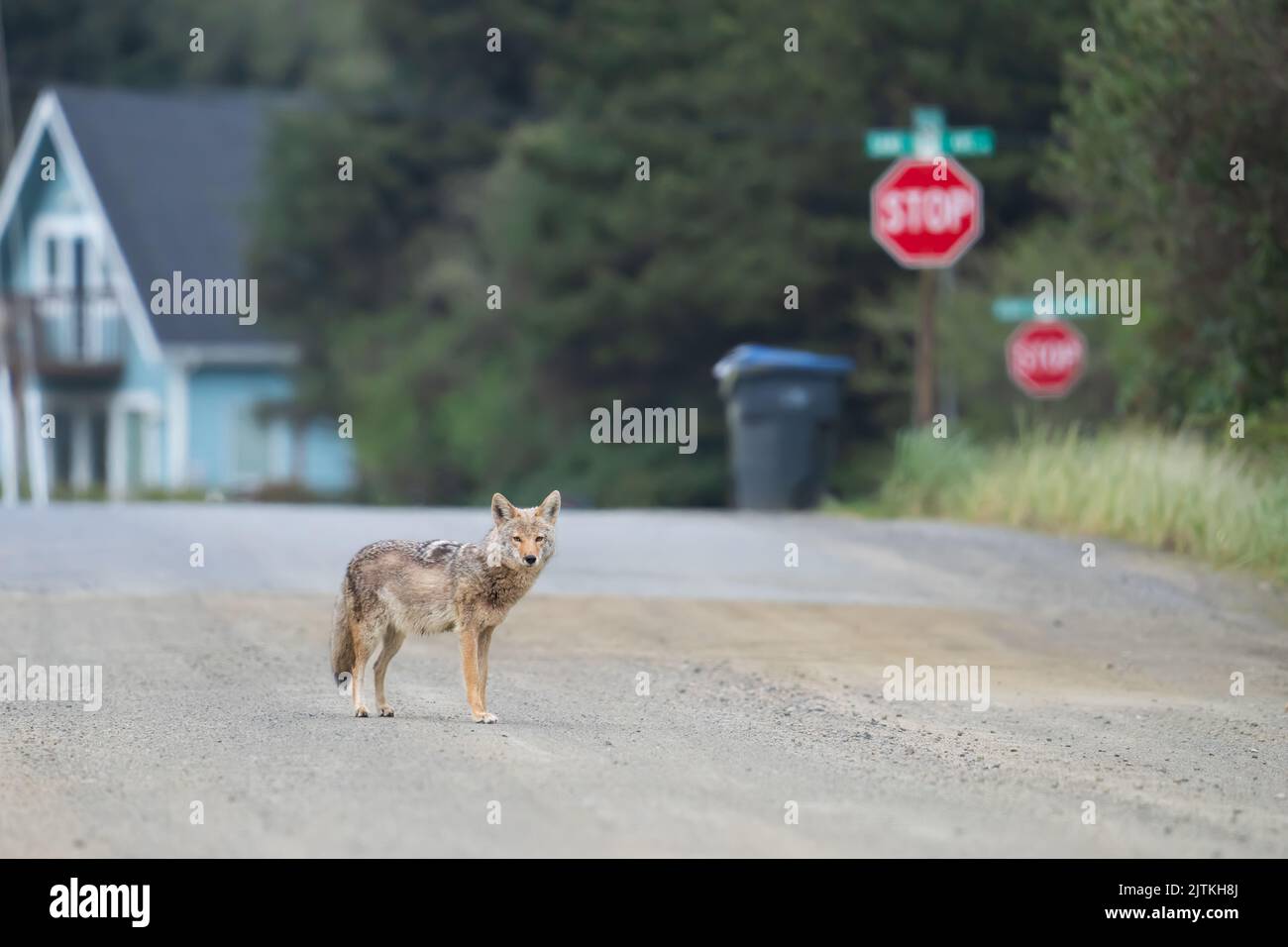 Ein Kojote hält mitten auf einer unbefestigten Straße an, die zum Strand in Ocean Shores, Washington, führt. Stockfoto