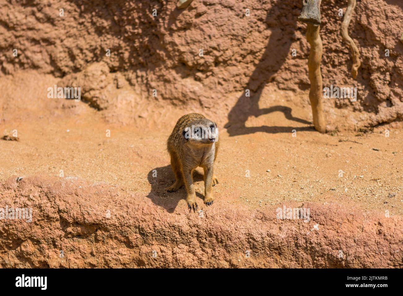 Erdmännchen-Tier (lateinischer Name Suricata suricatta) in freier Wildbahn. Detail von afrikanischen Tieren, die auf dem Boden gehen. Wachsames Wachtier bewacht auf ne Stockfoto