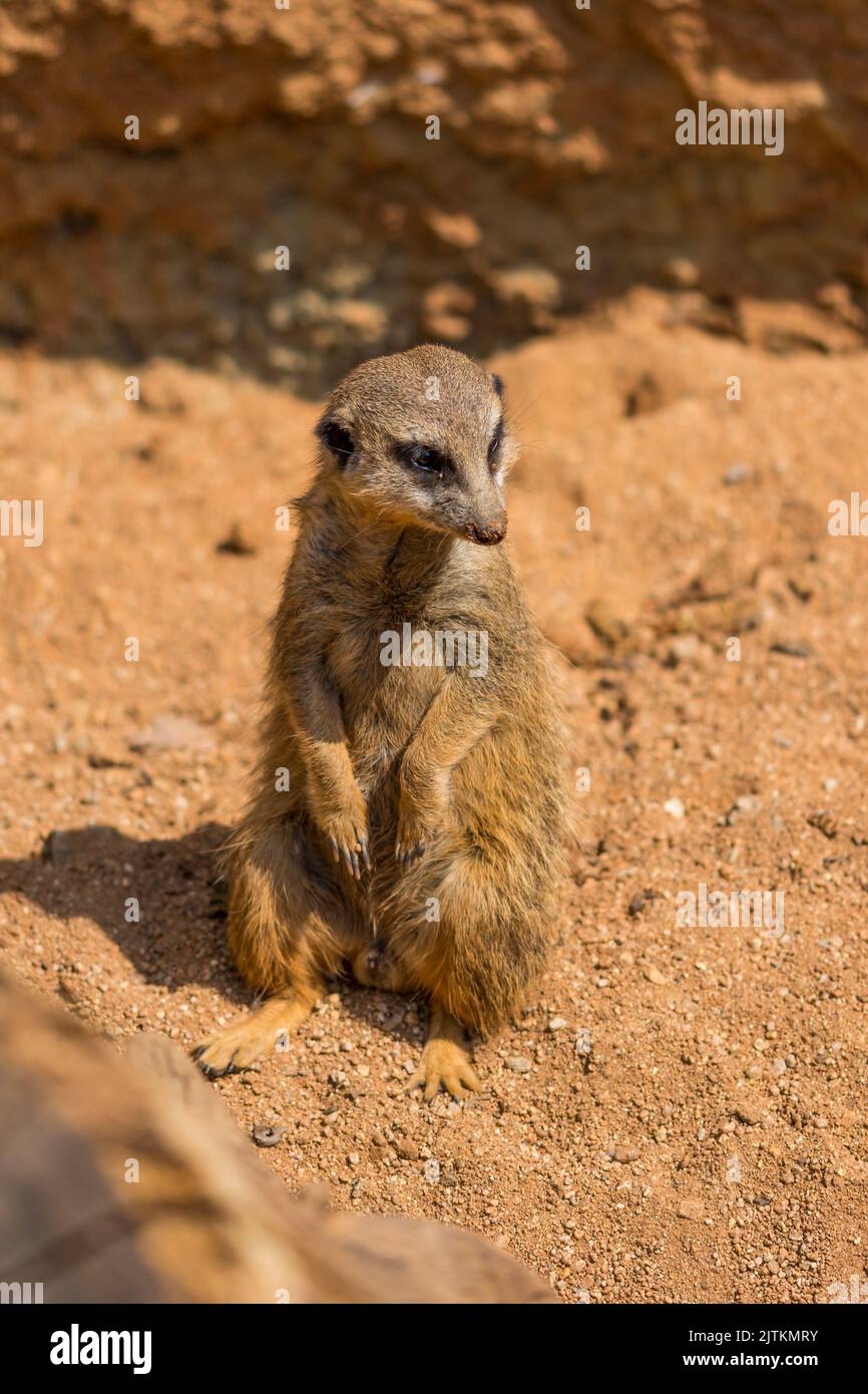 Erdmännchen-Tier (lateinischer Name Suricata suricatta) in freier Wildbahn. Detail von afrikanischen Tieren, die auf dem Boden gehen. Wachsames Wachtier bewacht auf ne Stockfoto