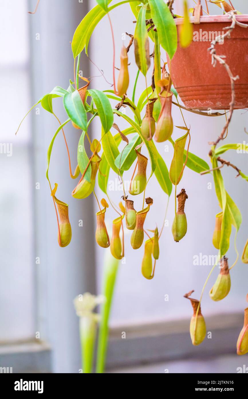 Nepenthe fleischfressende Pflanze Blätter. Nahaufnahme Blick auf grüne Insekten verzehrende Pflanze. Stockfoto