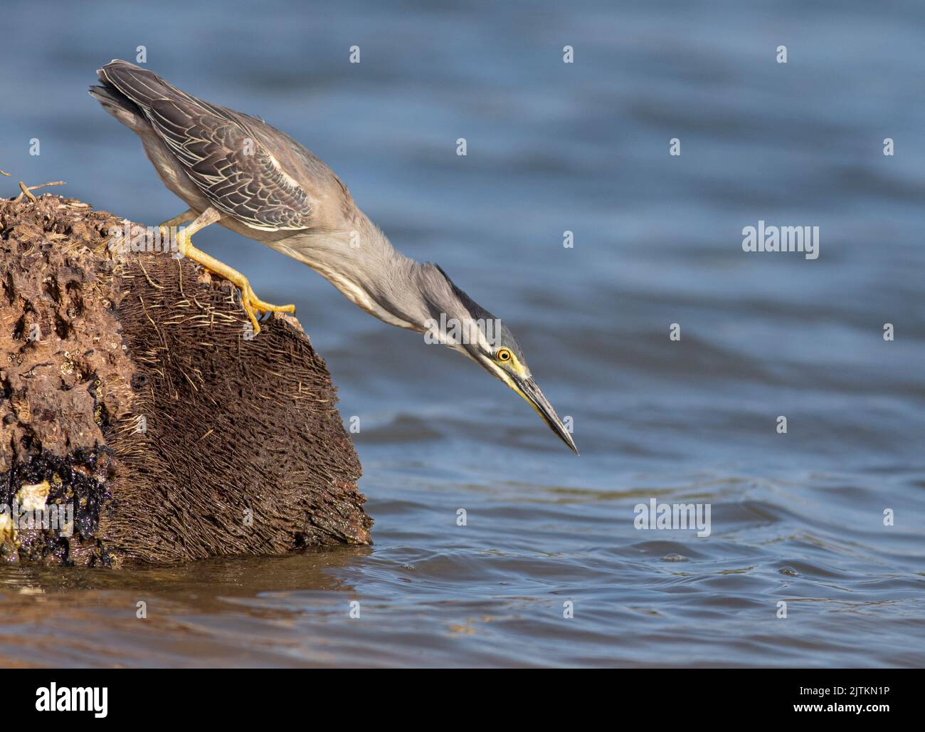 Vogeljagd; Vogelfresser an Fischen; Schwarzkronen-Nachtreiher; Vogel, der auf einem Zweig ruht; Vogel, der auf einem Zweig hockt; Reiher, der auf einem Zweig ruht; Stockfoto
