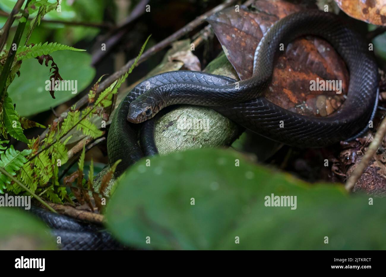 Schlange im Gras; Schlange auf einem Ast; Schlange auf dem Boden; schwarze Schlange rutscht; schleifende Schlange; melanistische Rattenschlange aus Sri Lanka Stockfoto