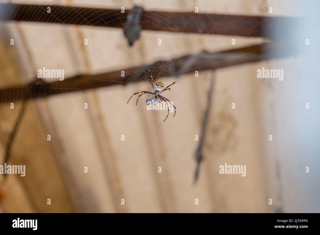 Silberspinne, die sich in rio de janeiro, Brasilien, von einem Insekt ernährt. Stockfoto