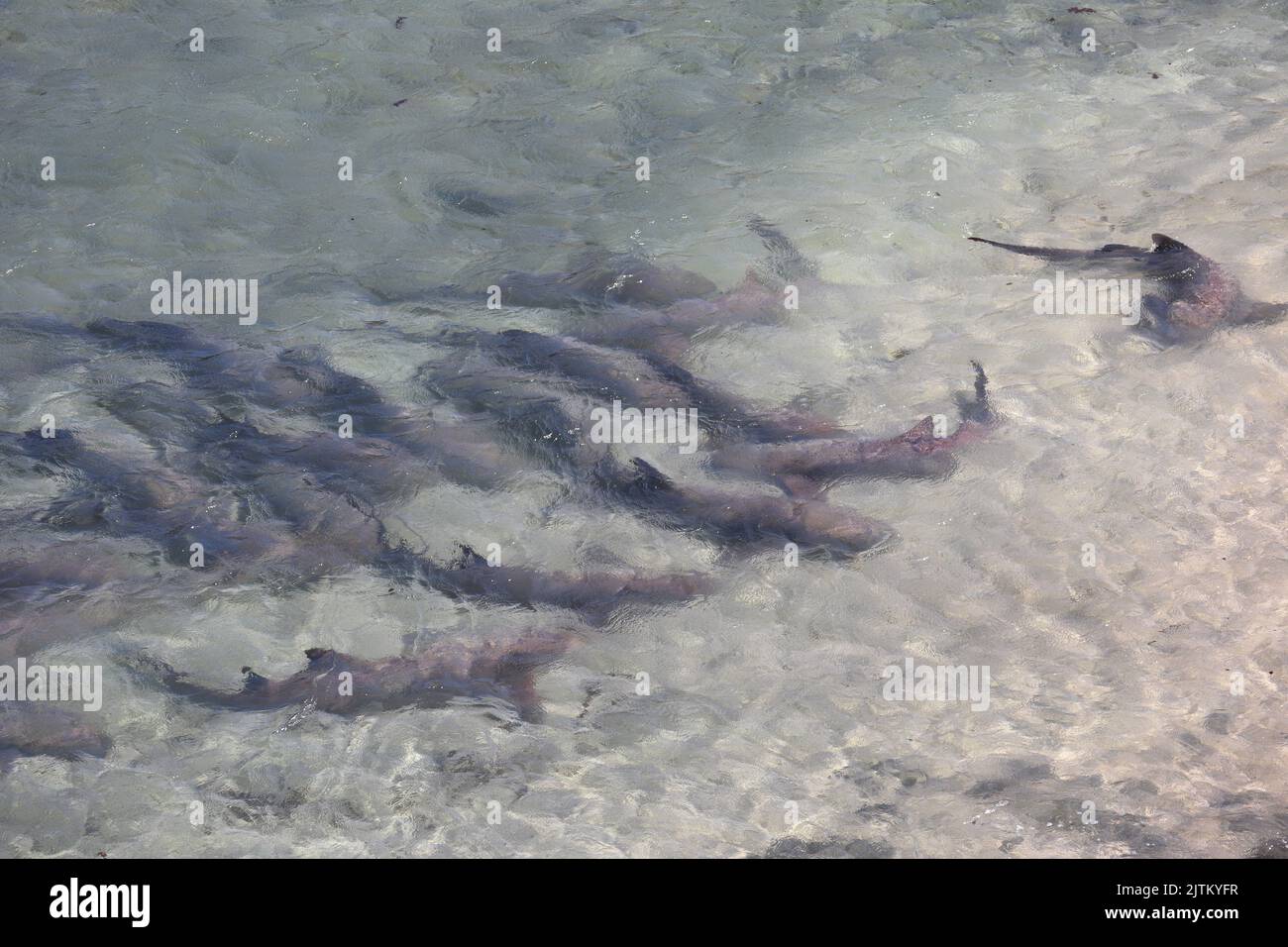 Tubarao Limao oder Zitronenhai versammelten sich an der Oberfläche der brasilianischen Insel Fernando de Noronha. Negaprion brevirostris Stockfoto