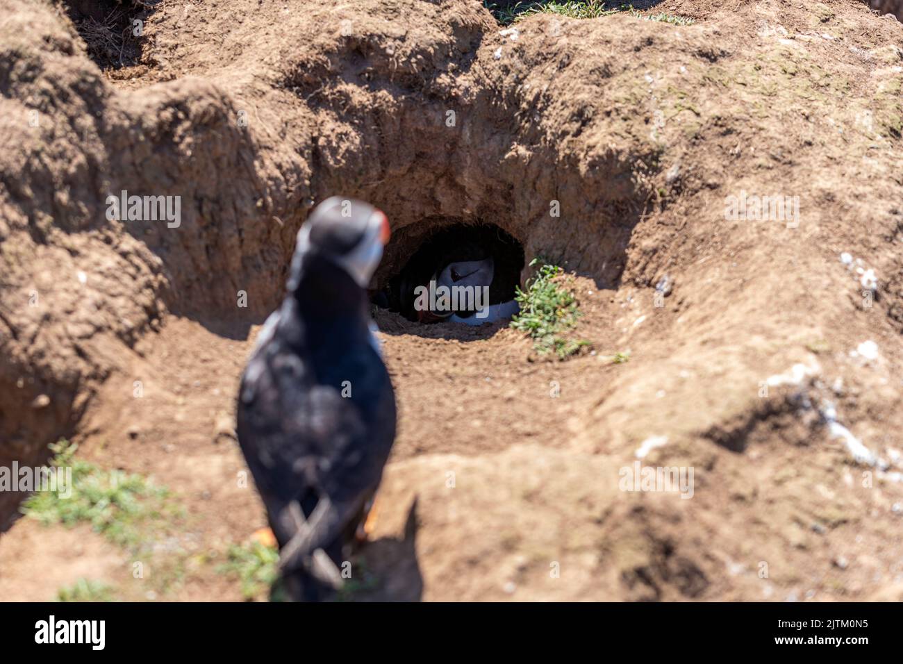 Männchen- und Weibchen brüten in einem Bau, Atlantischer Papageientaucher (Fratercula arctica), Skomer Island, Pembrokeshire, Wales, Großbritannien Stockfoto