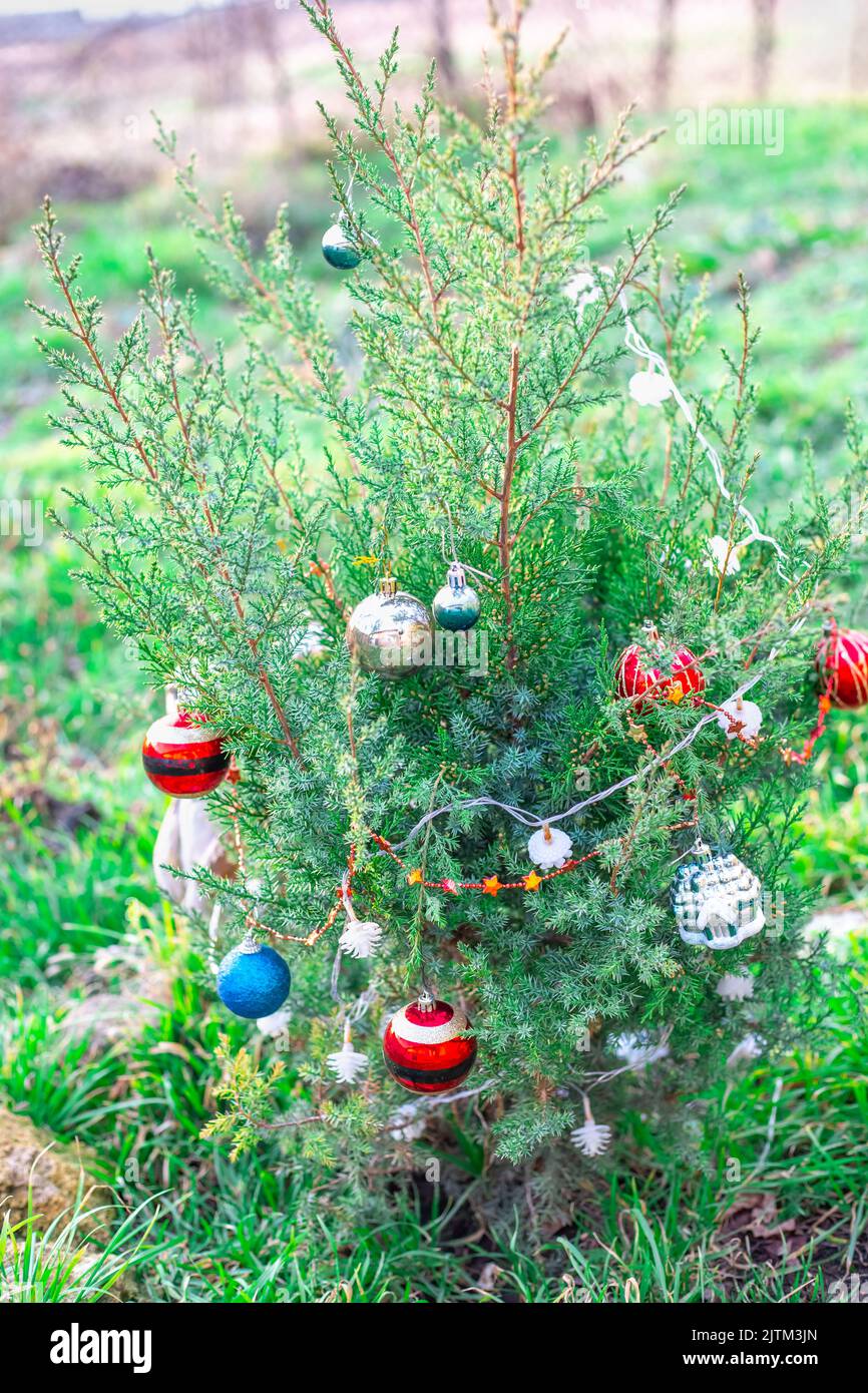 An einem Wintertag in Südrussland wird ein junger Wacholderbaum mit Weihnachtskugeln geschmückt. Weihnachtsfeier. Stockfoto
