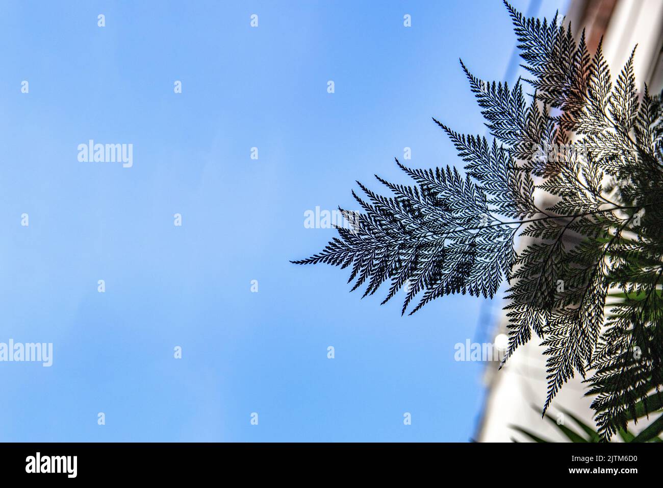 Silhouette eines Farns als portugiesische Spitze mit einem blauen Himmel Hintergrund in Rio de Janeiro Brasilien bekannt. Stockfoto