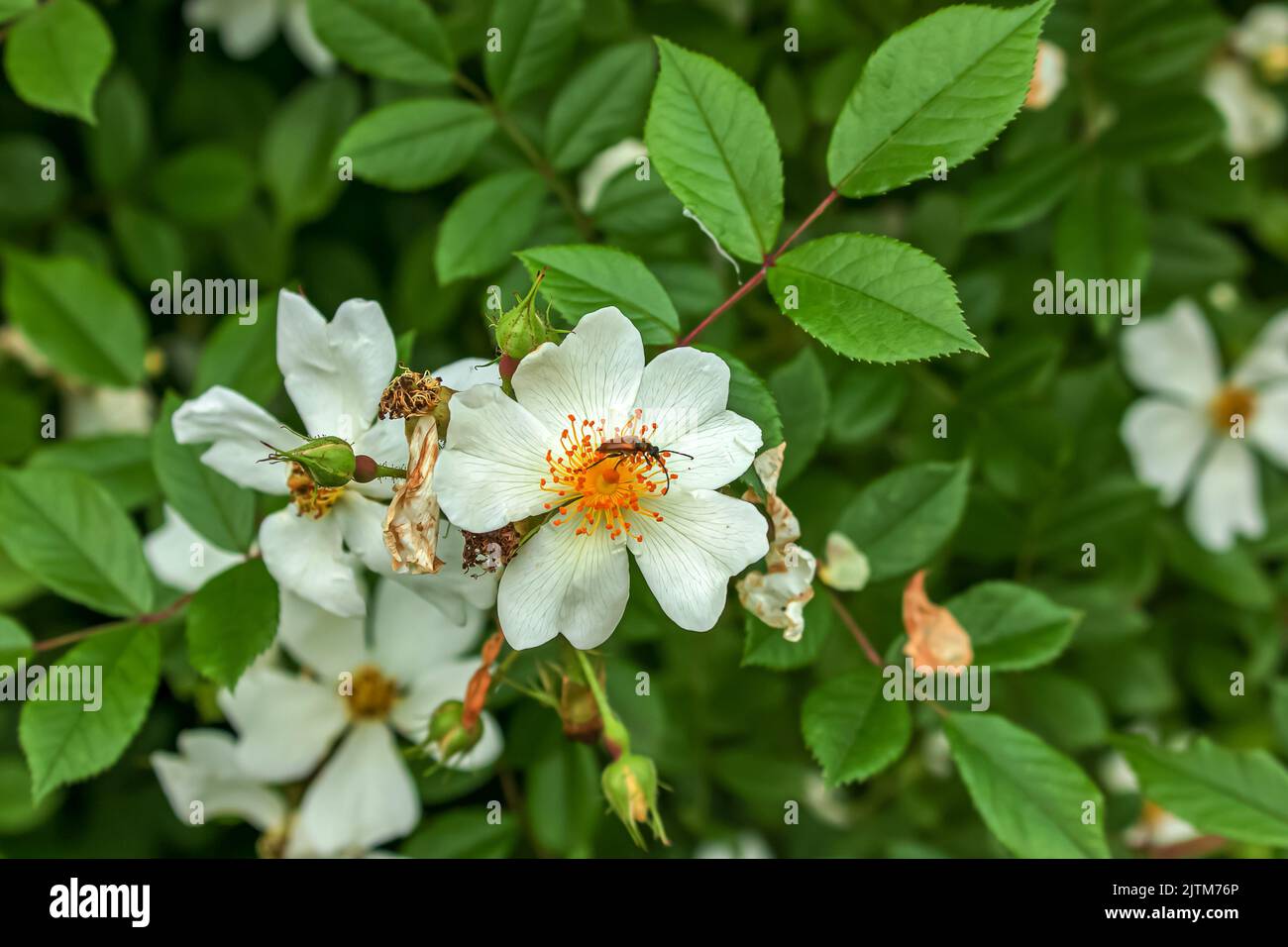 Große, helle Blüten und Knospen des Mai-Wildes stiegen auf einem Busch Stockfoto