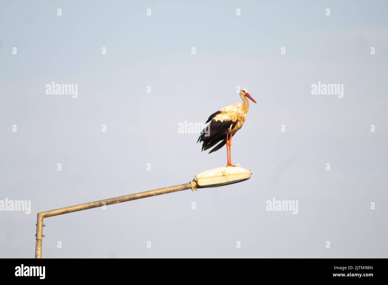 Der große, langbeinige Storch steht auf der Straßenlampe, selektiver Fokus Stockfoto