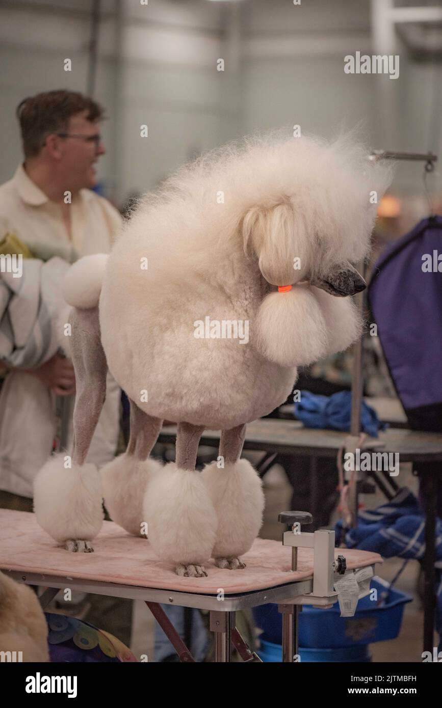 Hund auf der Hundeausstellung Stockfoto