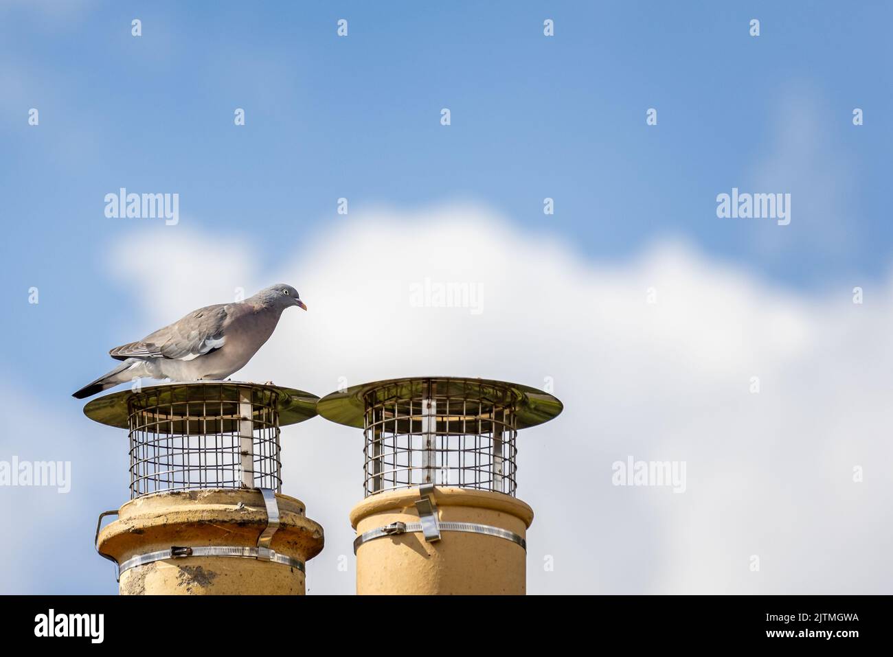 Taube thront auf einem Schornsteinstapel vor einem weichen, diffusen blauen Himmel Stockfoto