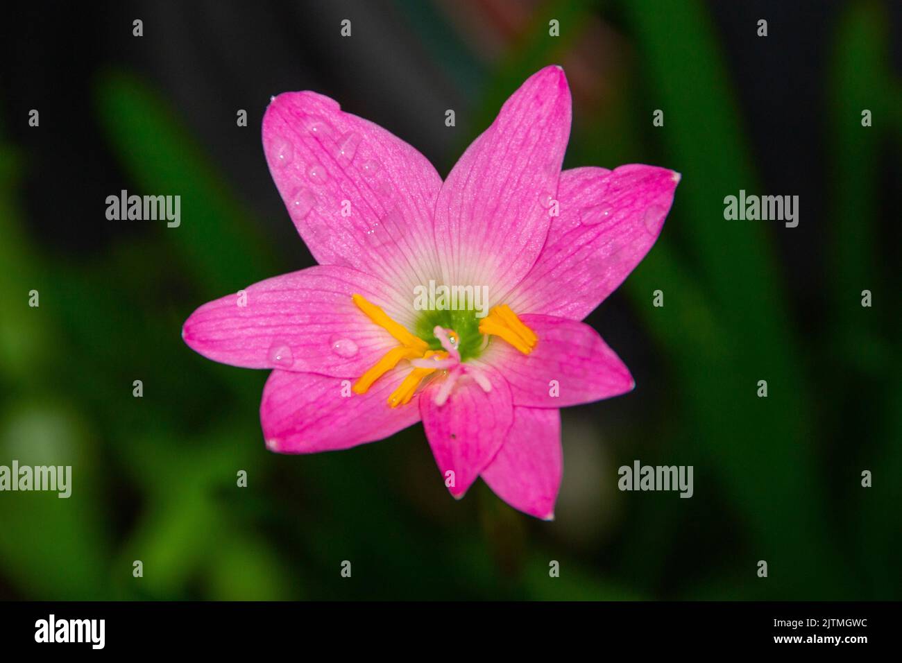 Rosa Regenlilie, eine sehr verbreitete Blume in Gärten in Rio de Janeiro Brasilien (Zephyranthes Rosea) Stockfoto