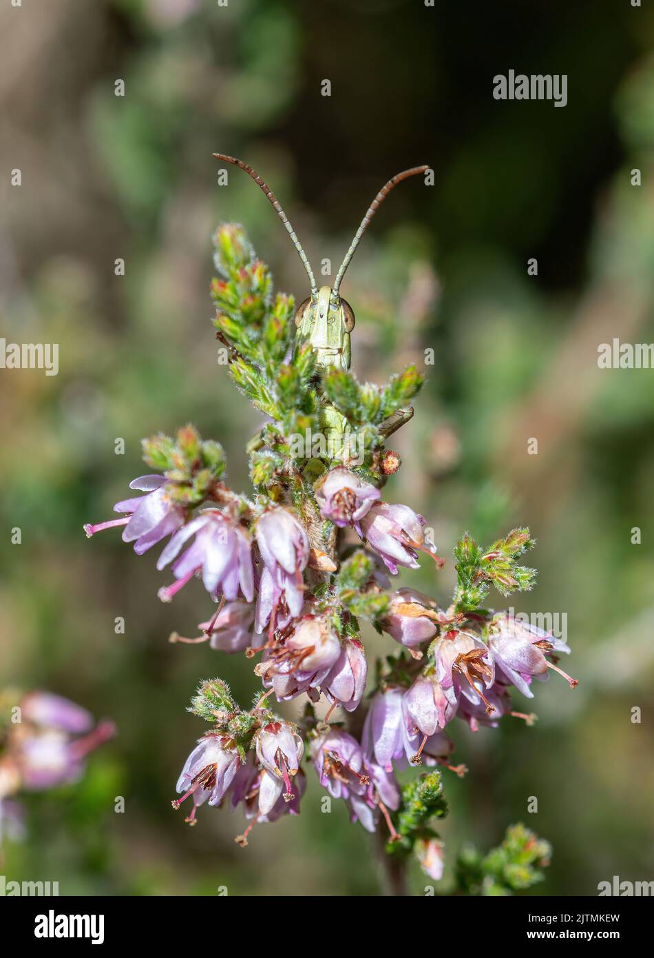 Grasshopper, der hinter lenden Heidekraut-Blüten (Calluna vulgaris), England, Großbritannien, seinen Höhepunkt erreicht Stockfoto