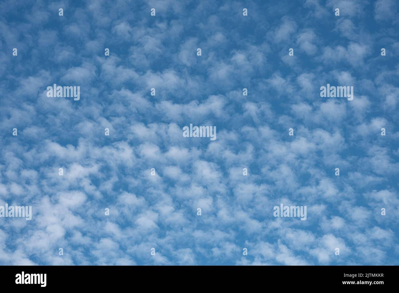 Makrelenhimmel oder ein Buttermilchhimmel mit kleinen Wolken wie Fischmuscheln, Dänemark, 24. August 2022 Stockfoto