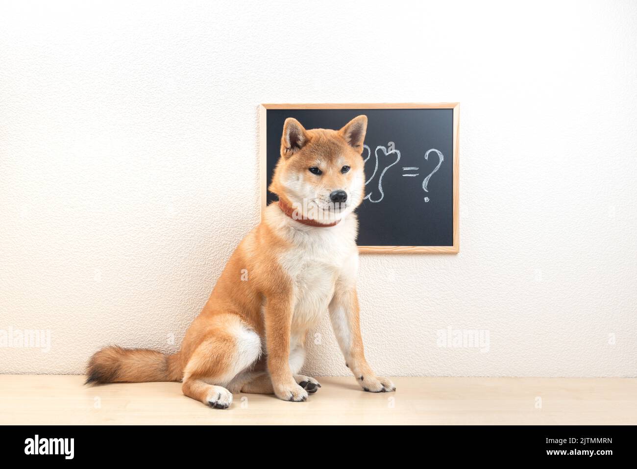 Der süße shiba Inu Welpe sitzt im Klassenzimmer neben einer kleinen Tafel. Stockfoto
