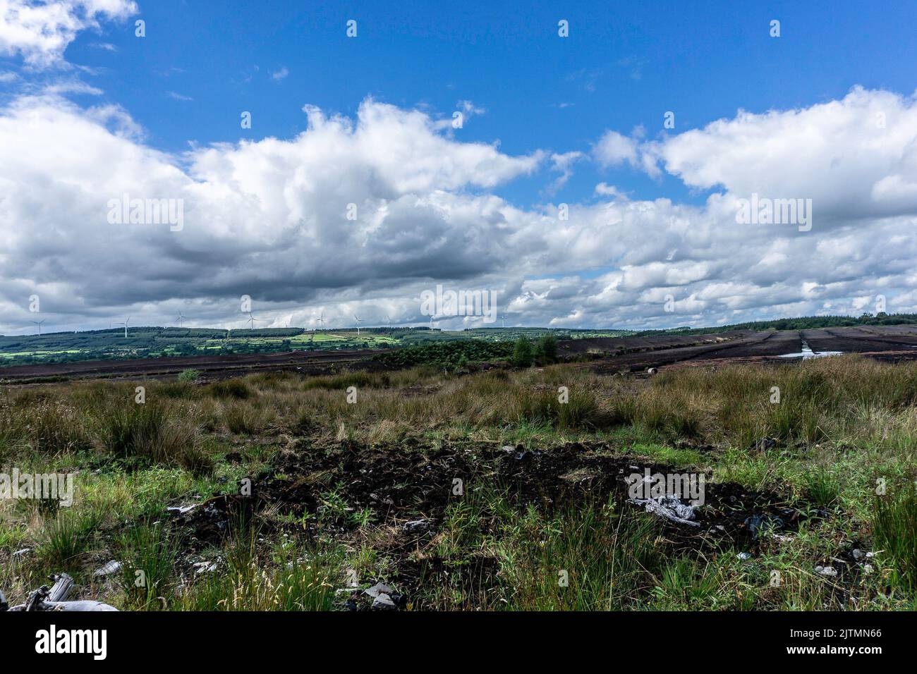 Bogland in Drinagh bei Lough Ree in den Irish midlands. Stockfoto